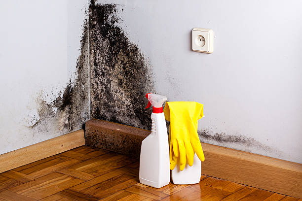 Best Residential Mold Removal  in College Park, GA