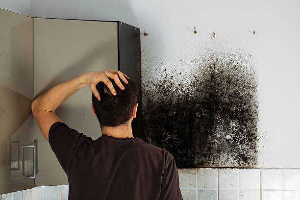 Best Commercial Mold Removal  in College Park, GA